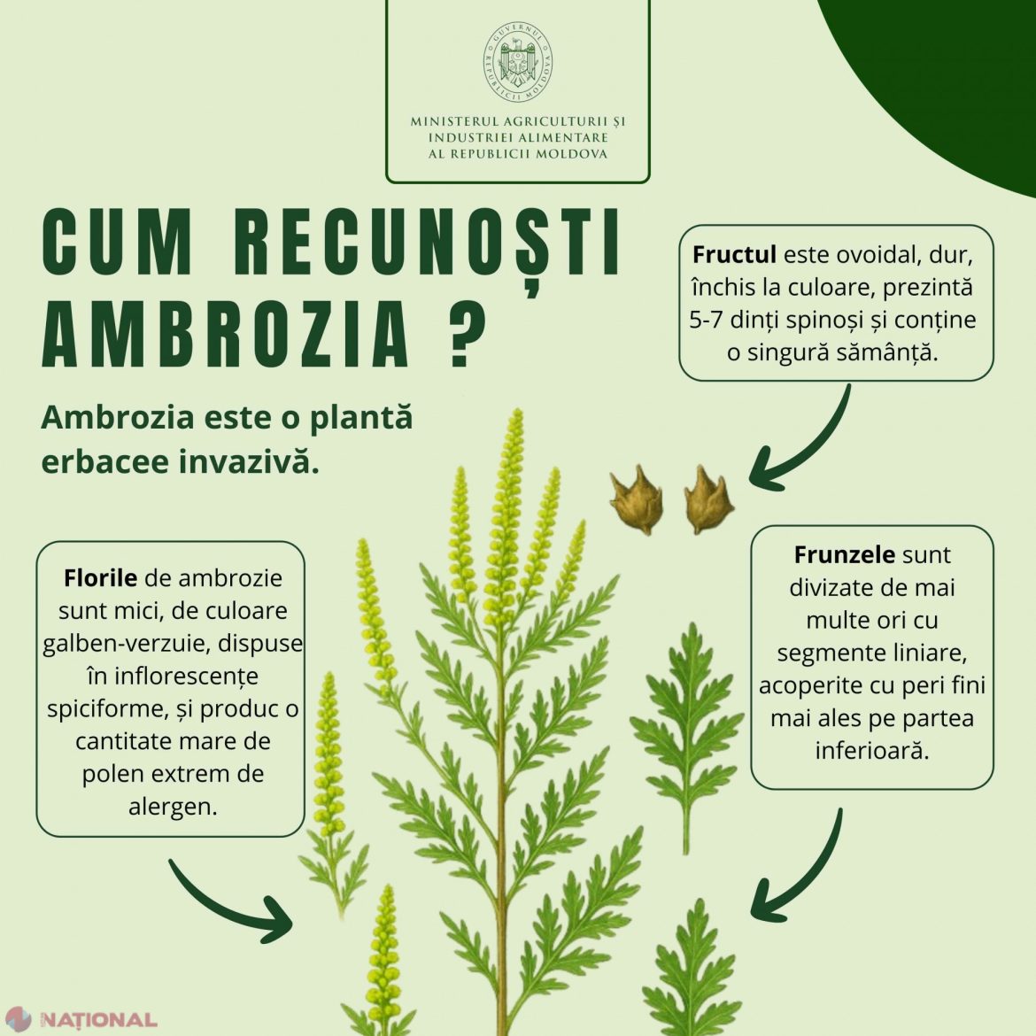 Chișinăul lupta împotriva amenințării ascunse a ambroziei