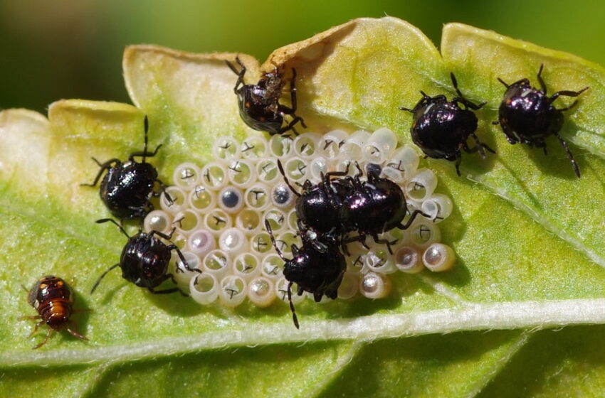 PERICOLELE PRIMĂVÎRII: INSECTELE CARE POT UCIDE ÎN MOLDOVA